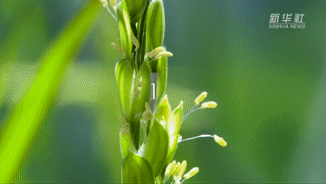 191668837855417731.gif 1129069721_16660937723701n.gif